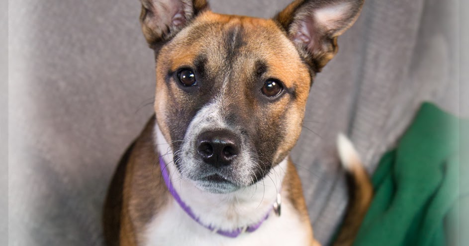 Metro Animal Services Dogs Metro Animal Services Dogs