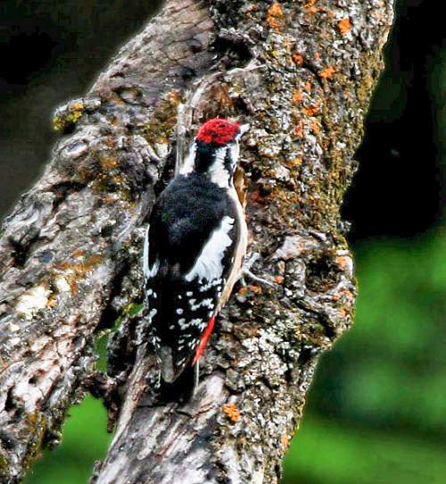 Himalayan woodpecker Birds of India Bird World
