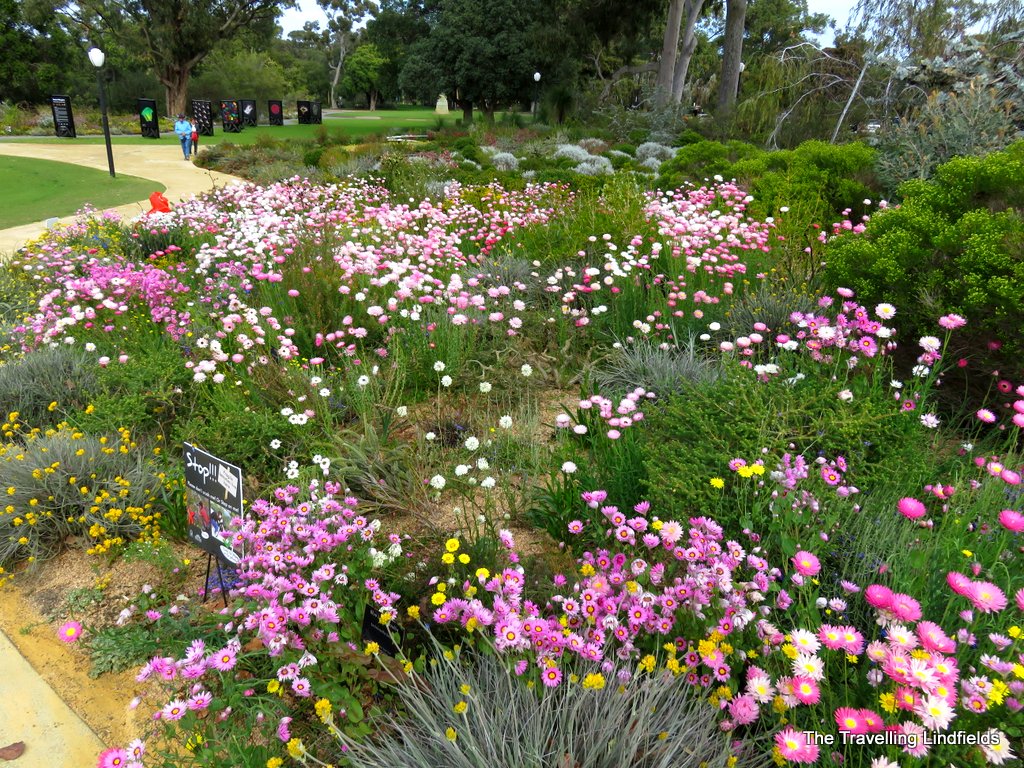 The Travelling Lindfields Wildflowers in Western Australia Kings Park, Perth.
