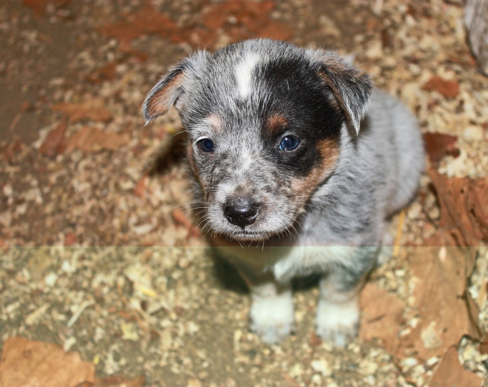 Queensland Heeler Puppy Dogs For Sale in Ventura County, Southern