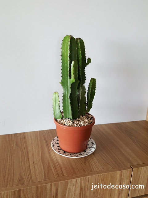 cactus-mandacaru-decoração