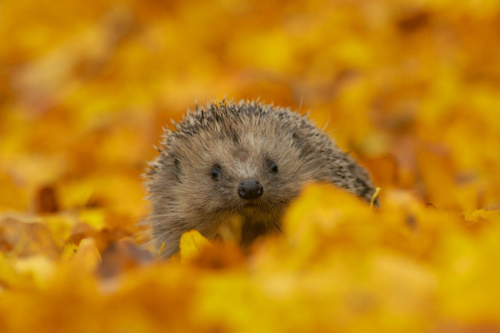 Matt&rsquo;s Photos: Autumn Hedgehog