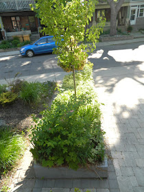 The Pocket garden renovation before by Paul Jung Gardening Services Toronto