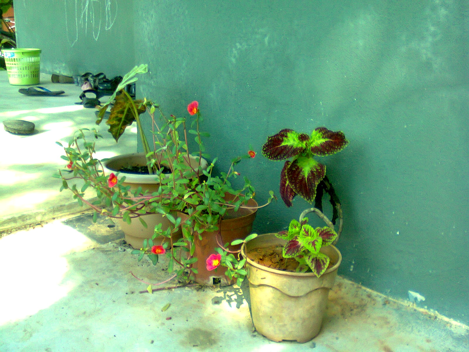 aku & kehidupan ini: pokok hiasan di luar rumah