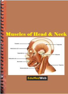 muscles-of-head-neck