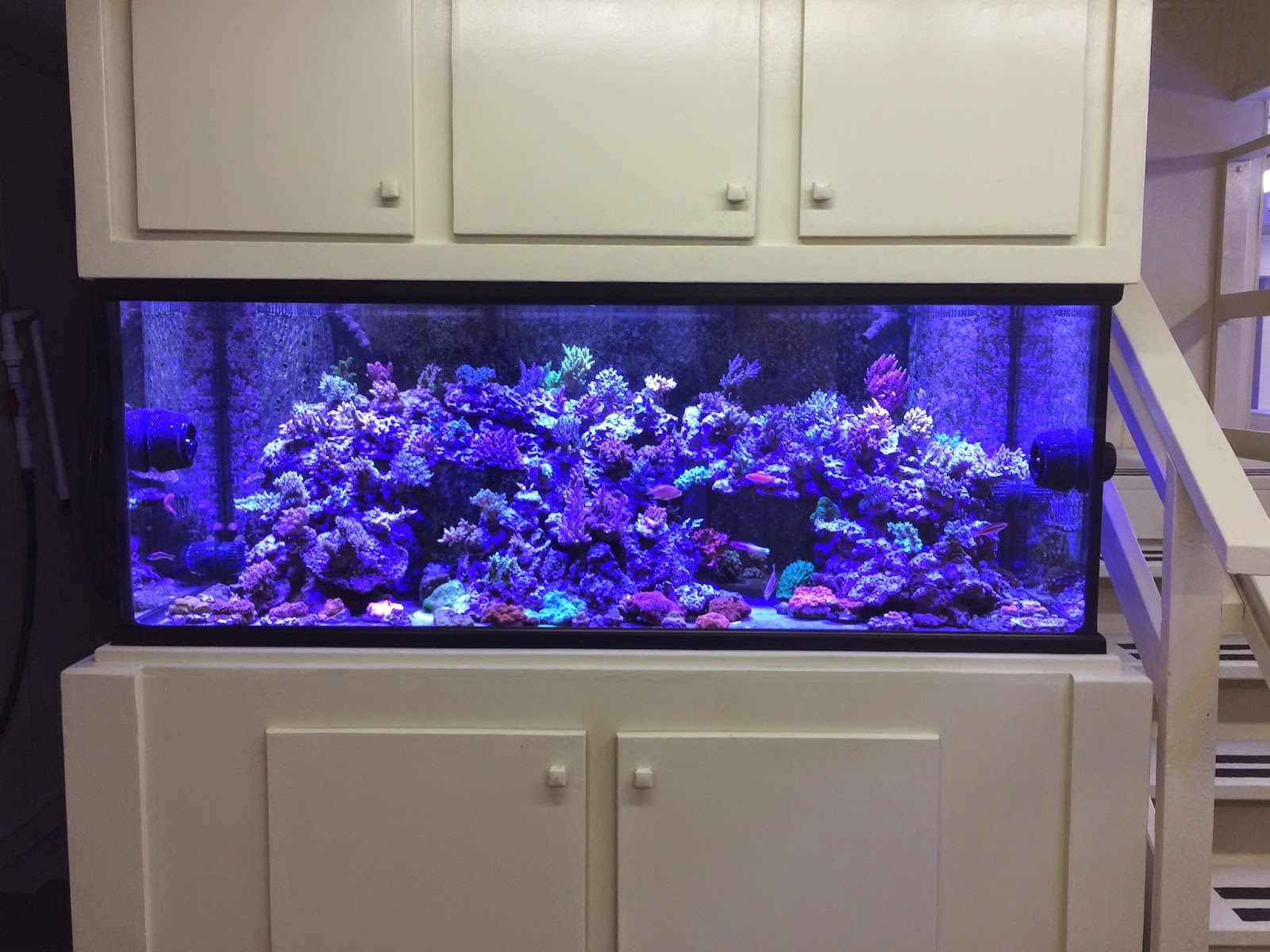 Diver's Den coral display aquarium