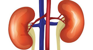 Κάντε ένα δώρο στα νεφρά σας: «Ενυδατώστε» τα Kidney-disease