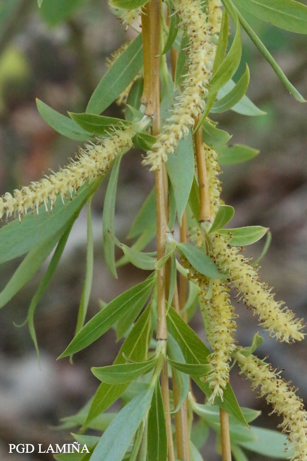SALIX BABILONICA. sauce llorón.