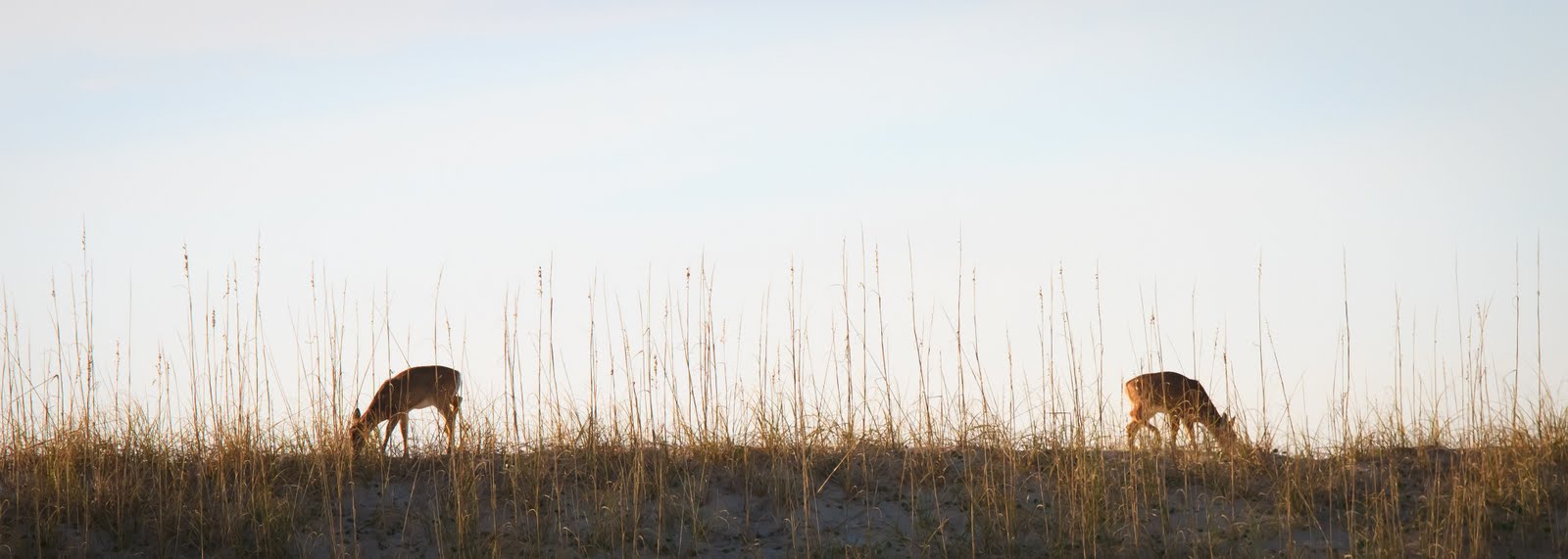 below the mean low tide line “What is Below the Mean Low Tide Line?”