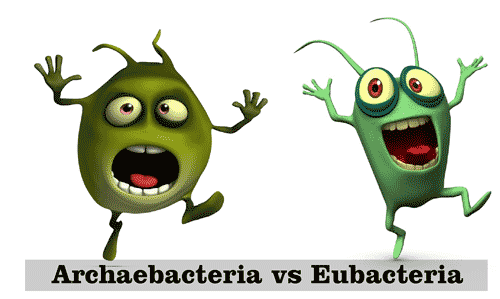 15 Perbedaan karakteristik atau ciri-ciri Archaebacteria dan Eubacteria