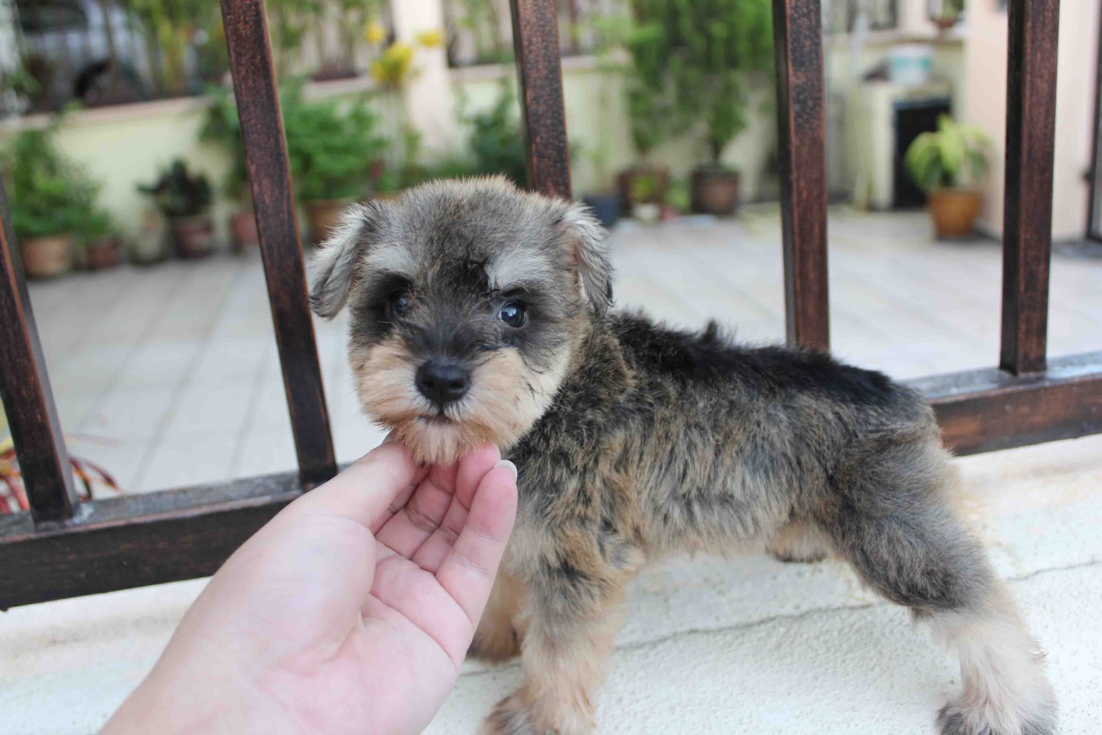 LovelyPuppy 03052012 Miniature Schnauzer Puppy