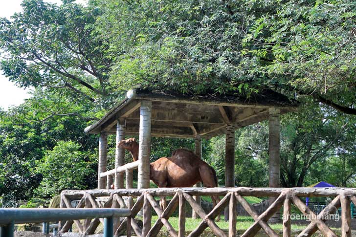 unta kebun binatang ragunan jakarta