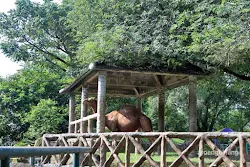 unta kebun binatang ragunan jakarta
