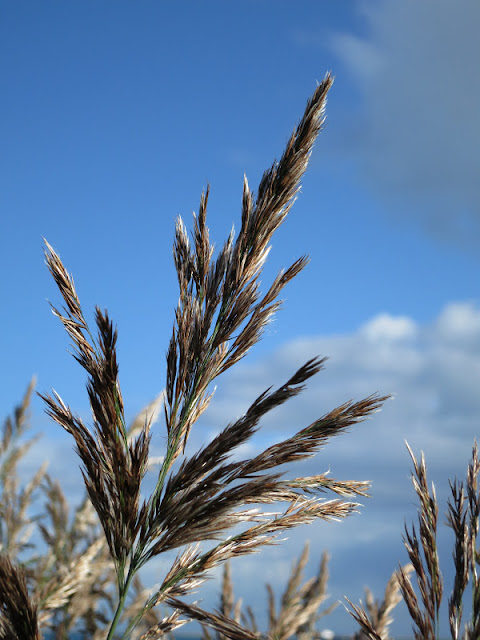 The silvery flower of a reed againt a very blue sky