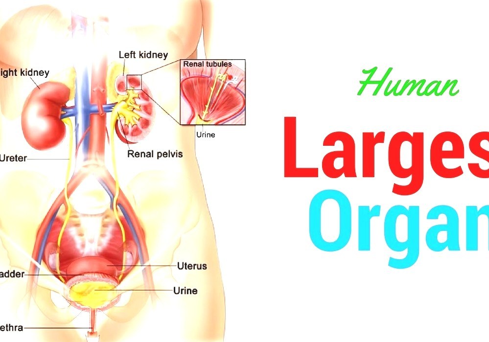 the largest organ in human body