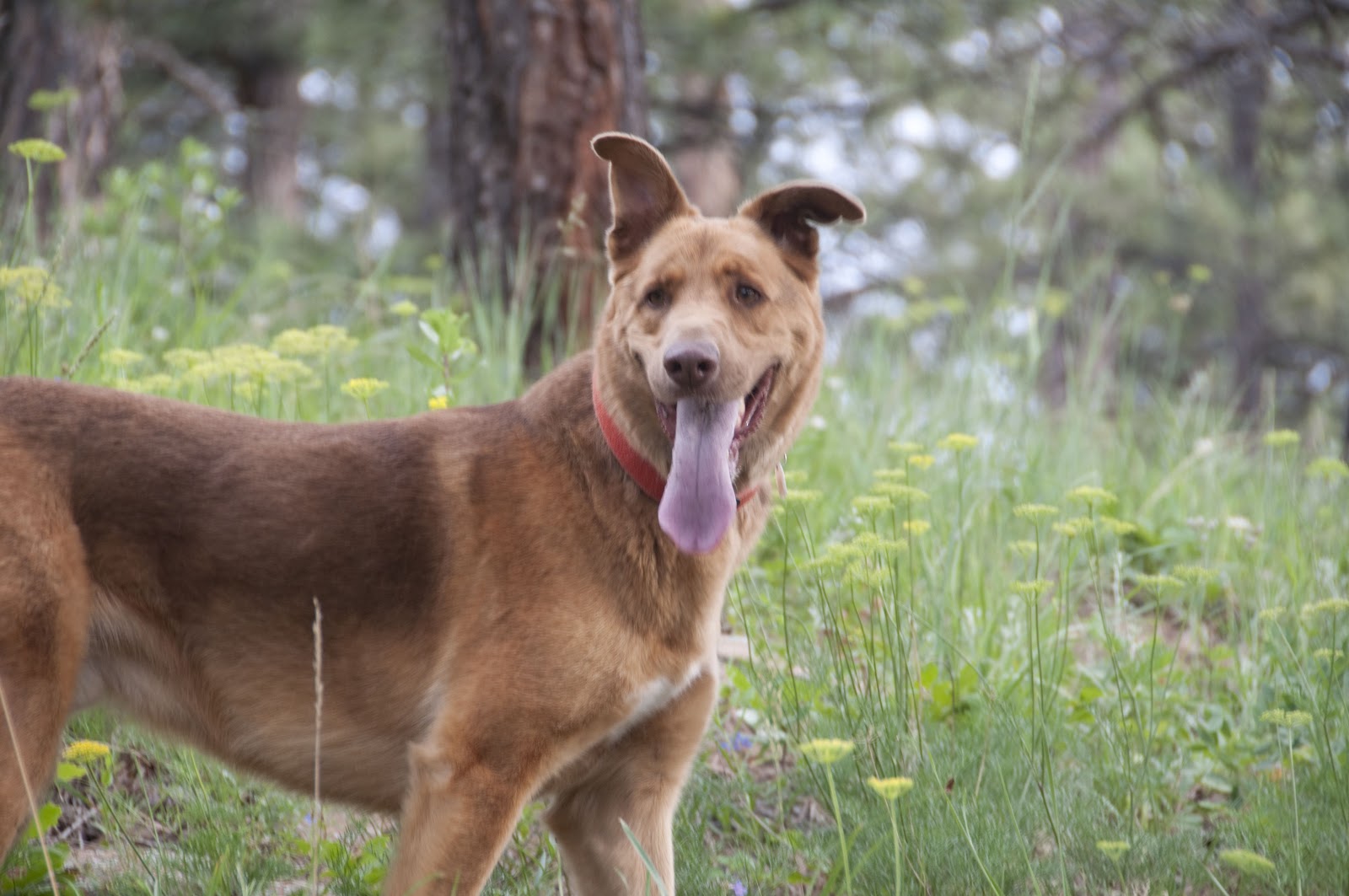 Sawtelle Dogs Review Sawtelle Dogs Review
