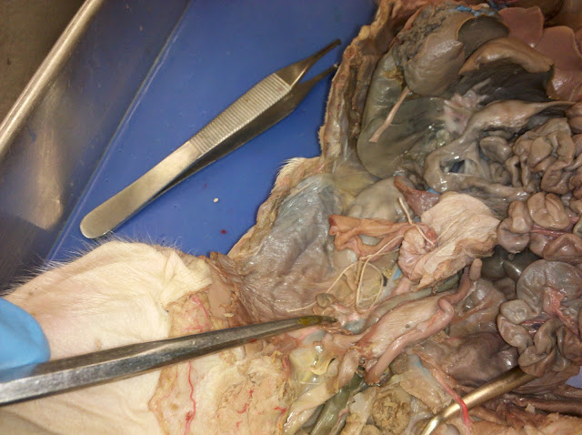 Student Help: Pig dissection. All you need to know in Human Anatomy II