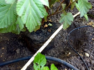 Use a shovel handle to indicate where the top of the hole is to plant top of root ball at soil level. Use a shovel handle to indicate where the top of the hole is to plant top of root ball at soil level.