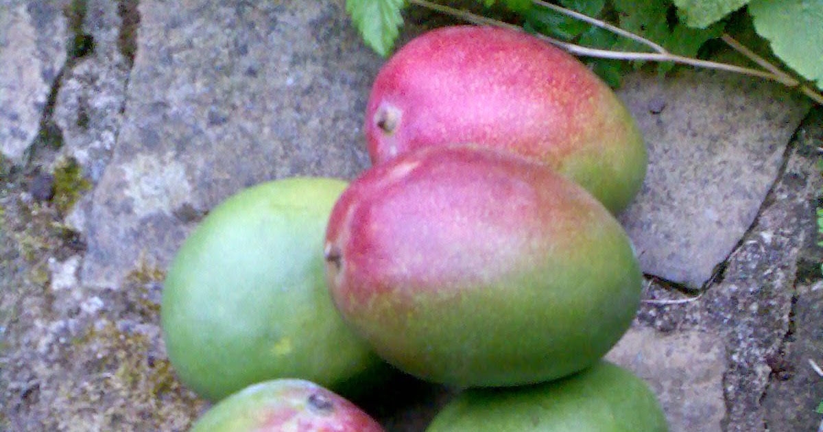 Ben's Adventures in Wine Making Mango Wine The Making Of