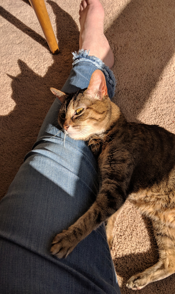 image of Sophie the Torbie Cat lying in the sunshine on the dining room floor, with her paw wrapped around and her chin resting on my leg