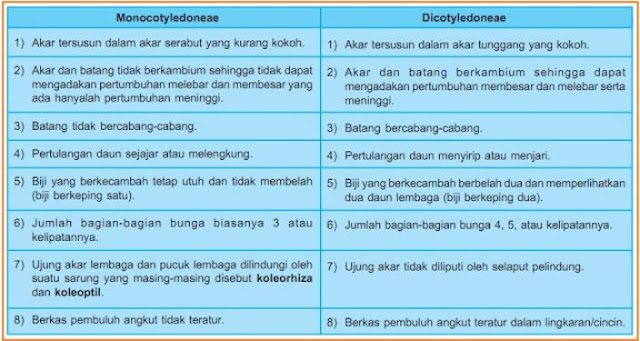 Buatlah tabel perbedaan tumbuhan Magnoliopsida (Dicotyledoneae) dengan