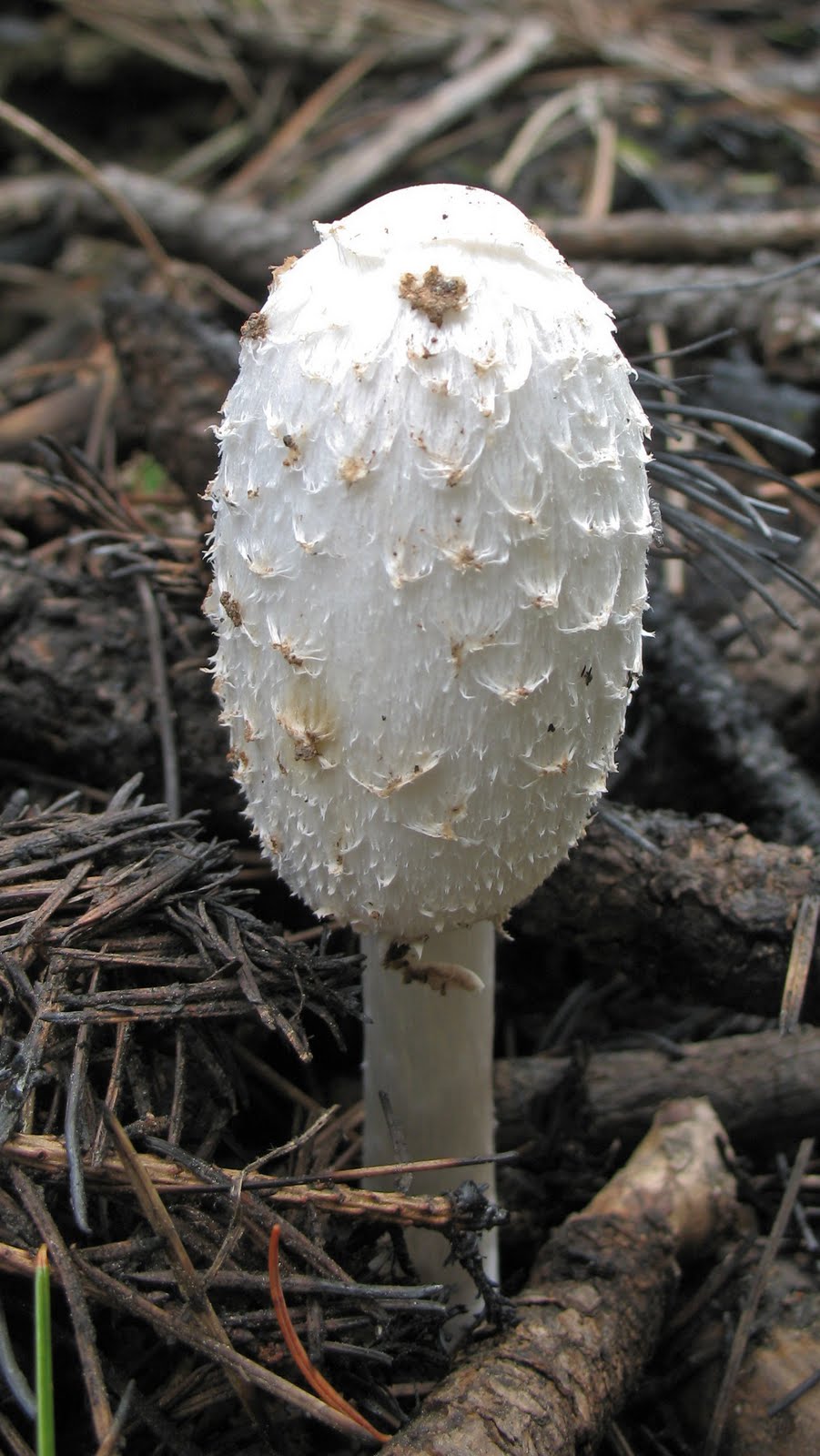 Letters from Shenanigan Valley Idaho Mysterious Mushroom