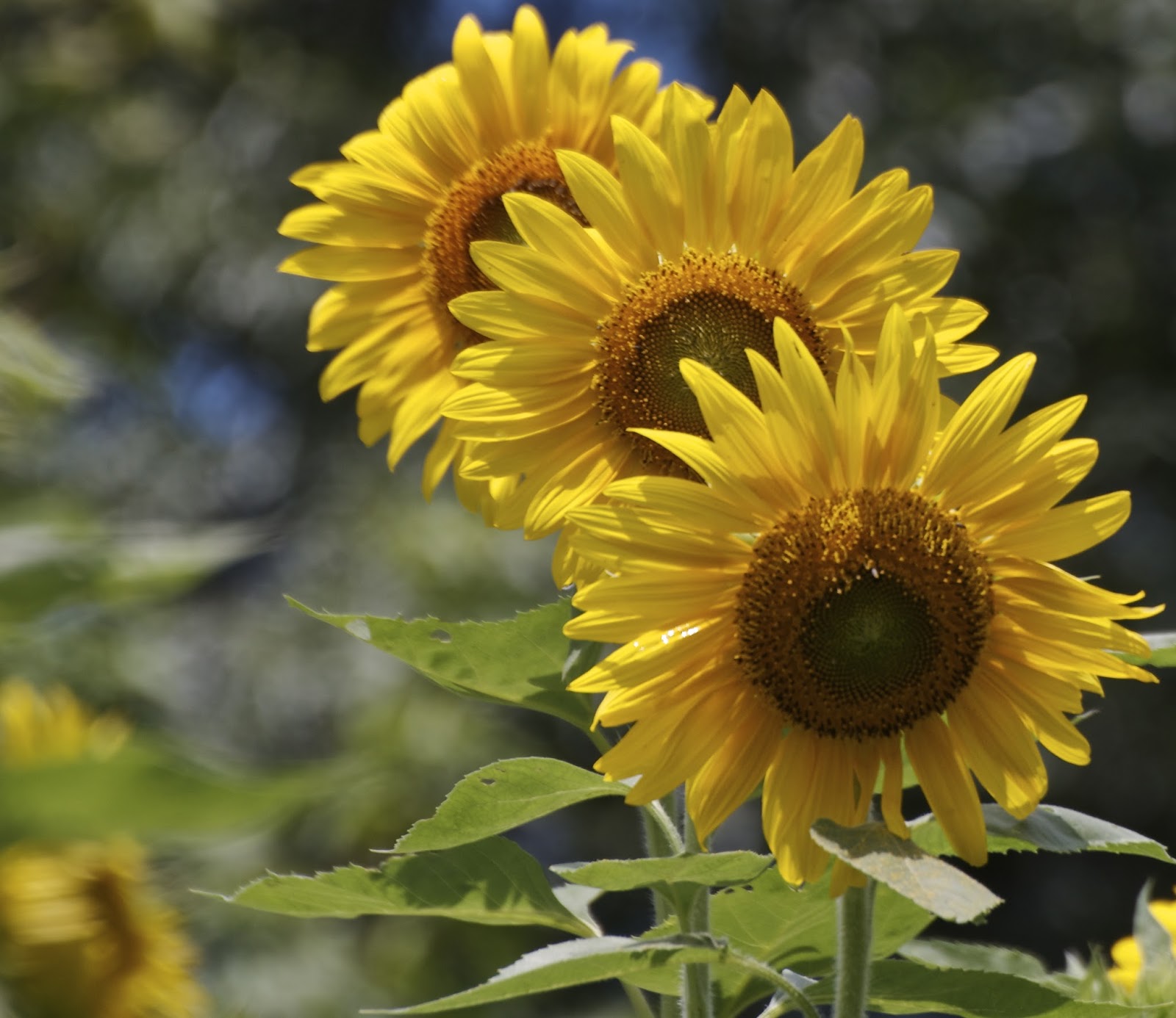 Sunflowers in Alabama