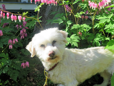 My dog Phoebe among the bleeding heart flowers in the garden