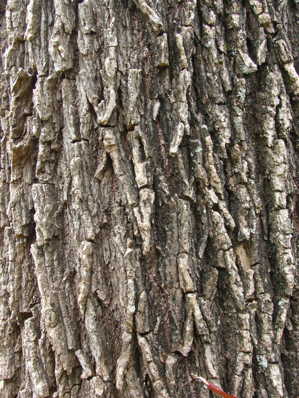 Paisajismo, pueblos y jardines Cortezas de árboles tropicales y exóticos en Costa Rica