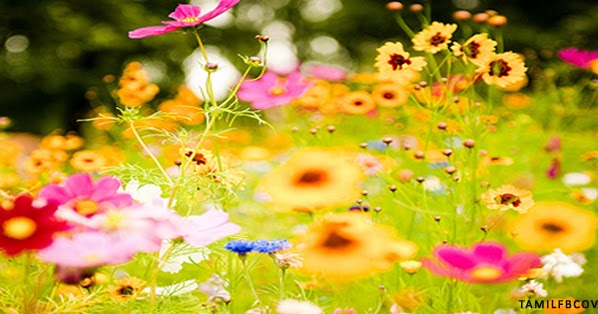 My India FB Covers: Field of wild flowers - Flower FB Cover