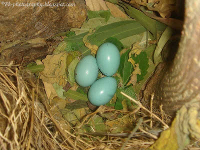Indian Myna Bird Nest