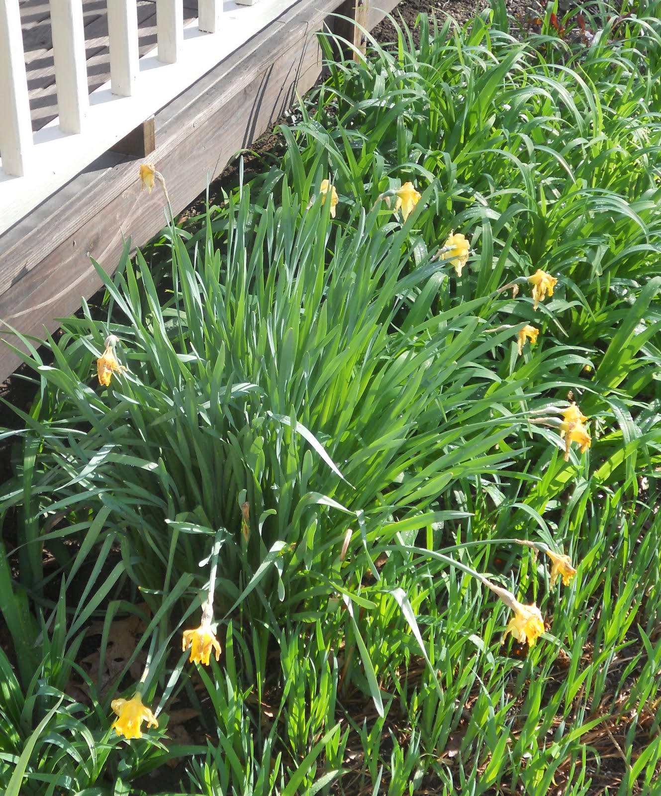 New England With Christopher Gurshin Flowers For The Studio