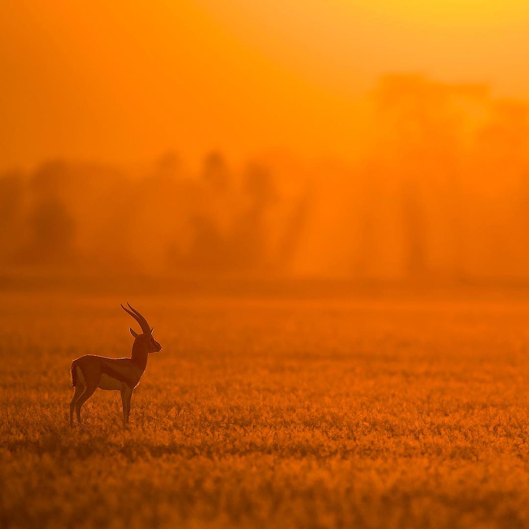 Дикая природа. Фотограф Varun Aditya