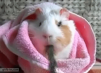 https://2.bp.blogspot.com/-9i6sqSUBVwk/Vro2bKkDyUI/AAAAAAABkgI/c4hPFb0lMcs/s1600/09-funny-gif-189-guinea-pig-om-nom-nom.gif