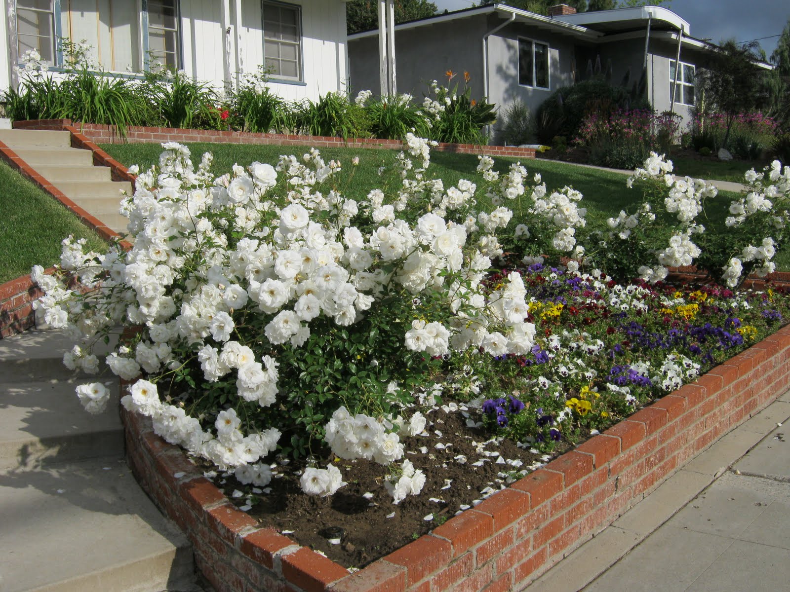 What Grows in Fullerton?: Rosa 