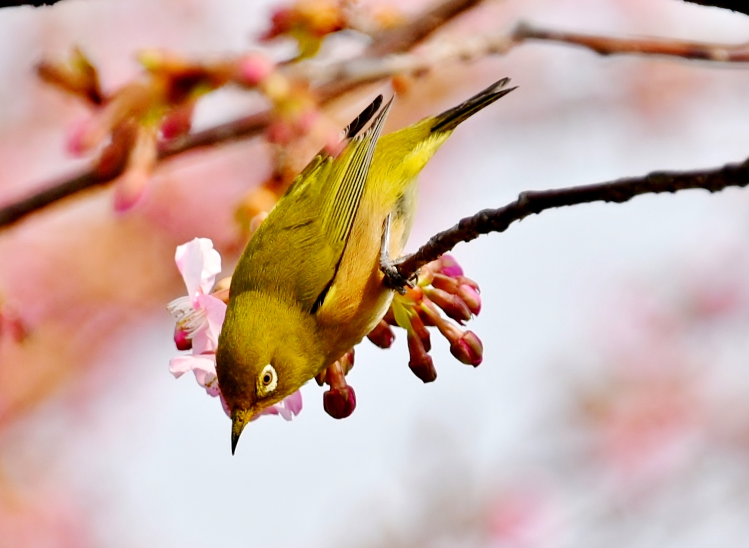 和の花だより 春を遊ぶ 河津桜とメジロ