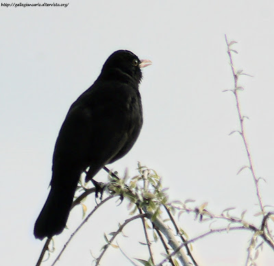 Merlo - fotografie - Blackbird - photographs -