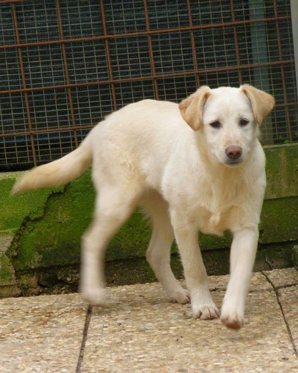 CUOREDICANE FW DUE CUCCIOLI INCROCIO LABRADOR_GOLDEN, TAGLIA MEDIA PROV. DI ROMA CUOREDICANE FW DUE CUCCIOLI INCROCIO LABRADOR_GOLDEN, TAGLIA MEDIA PROV. DI ROMA