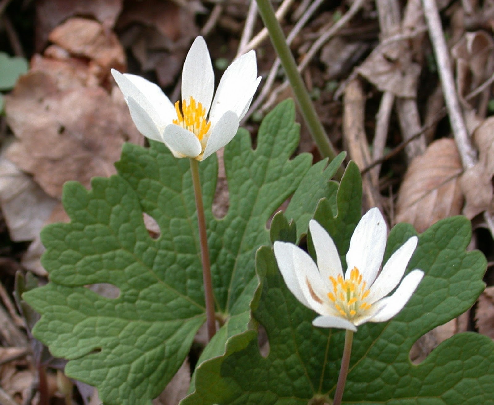 Sanguinaria canadensis