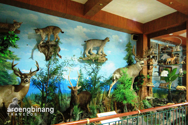 rahmat international wildlife museum gallery