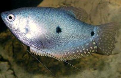 Ikan Sepat Trichogaster Biota Dunia Perairan