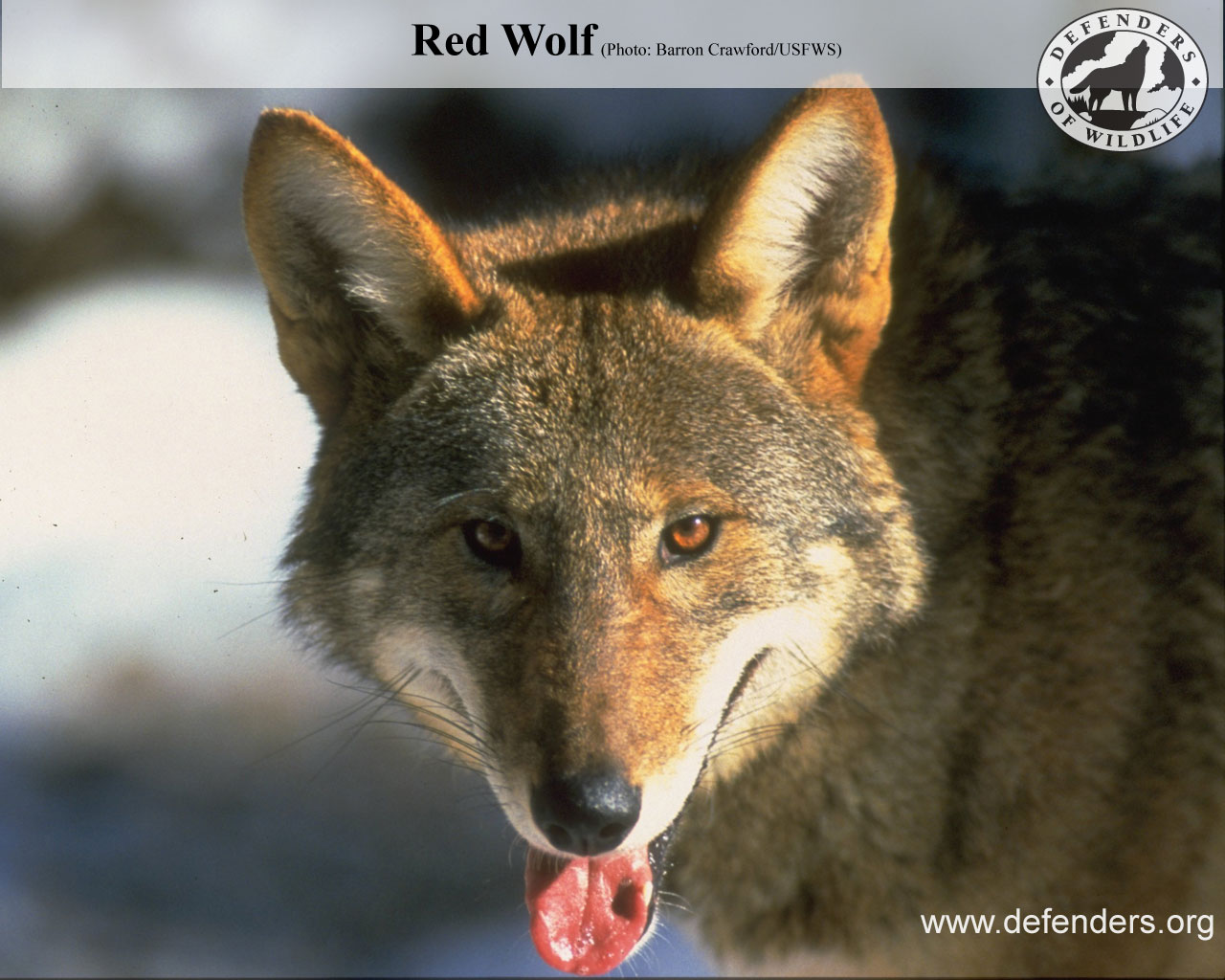 Free Cool Wallpapers: red wolf wallpapers