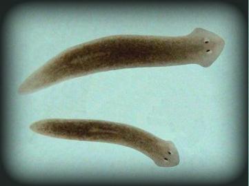 Ciri-Ciri dan Contoh Platyhelminthes (Invertebrata) - Sebutkan Apa Ciri-Ciri dan Contoh Platyhelminthes (Invertebrata) - Sebutkan Apa