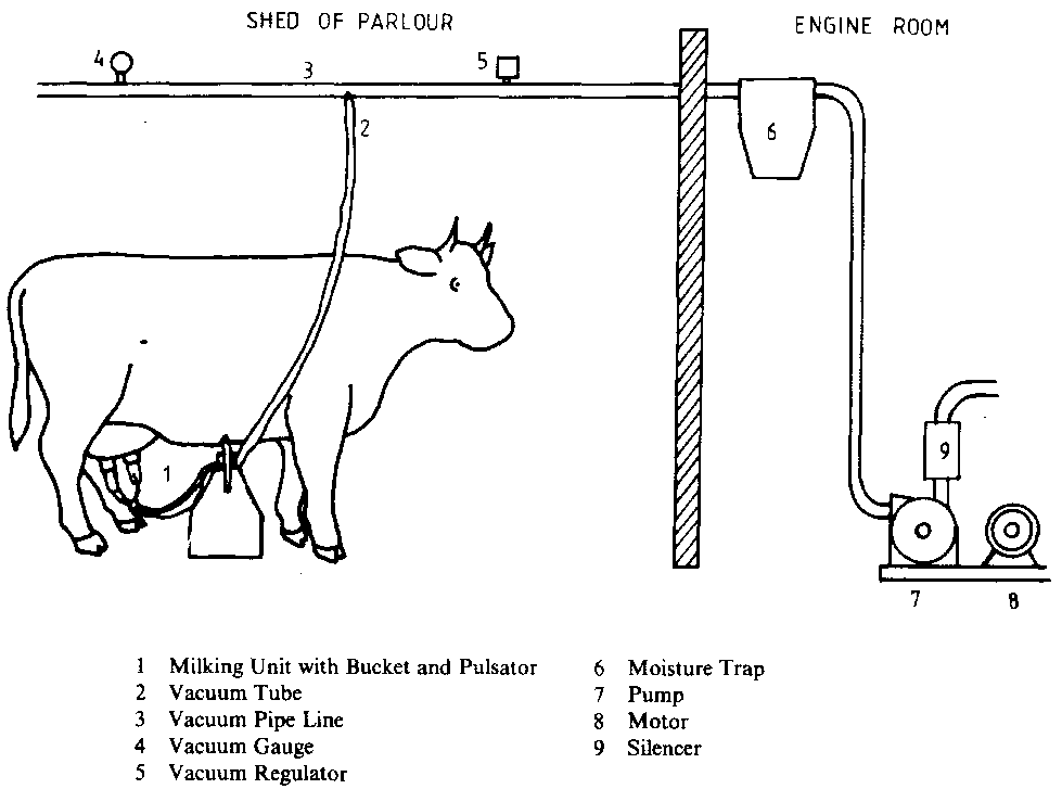 Highest Milk Yield by Buffalo in Pakistan