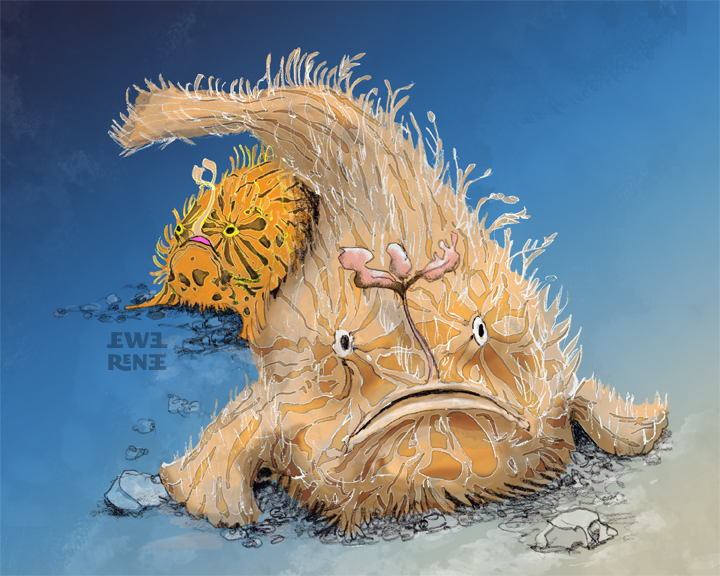 hairy angler fish hairy angler fish