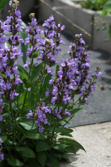 sage, salvia, garden sage, culinary sage, gardening, herbs, herb garden, Anne Butera, My Giant Strawberry