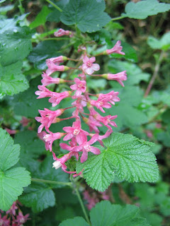 Groseillier sanguin en fleur