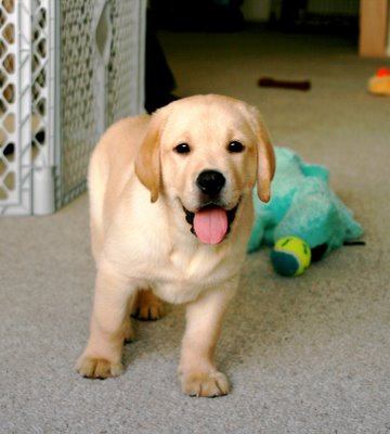 Buy Yellow Lab Puppies For Sale In Hawaii USA