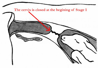 Normal Calving Position The Processes of Normal Calving - Vet in Training