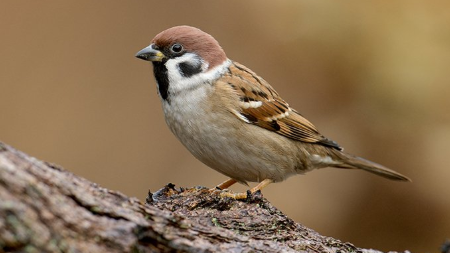 Download Suara Burung Gereja Gacor Mp3 Untuk Masteran